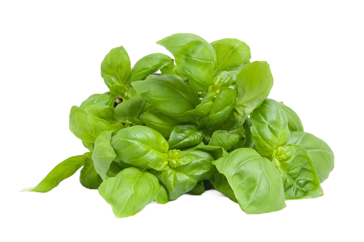 Basil