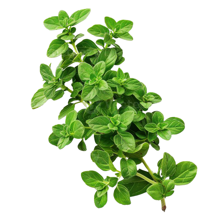 Herbs